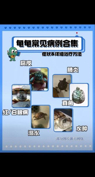 乌龟感冒可以自愈吗(乌龟感冒了怎么治疗)