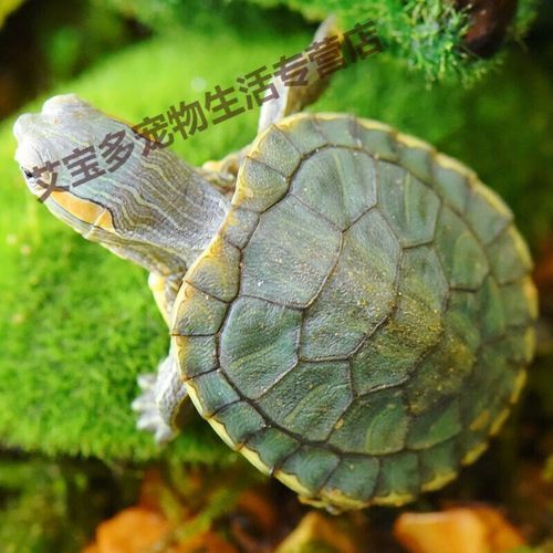 乌龟有情侣吗(乌龟有爱情吗)
