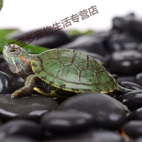 乌龟有情侣吗(乌龟有爱情吗)