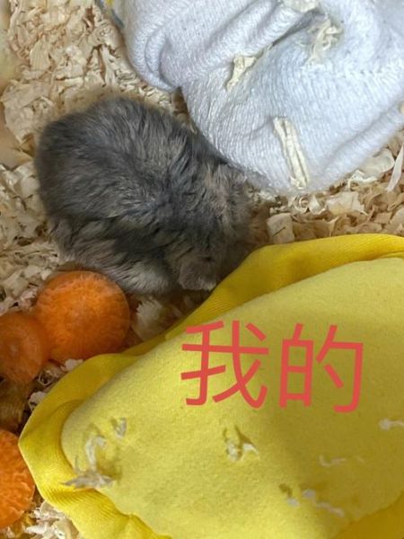 仓鼠会不会撑死呀(仓鼠什么举动是认主了)
