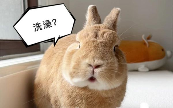 兔子不能洗澡吗(兔子不能洗澡怎么清理)