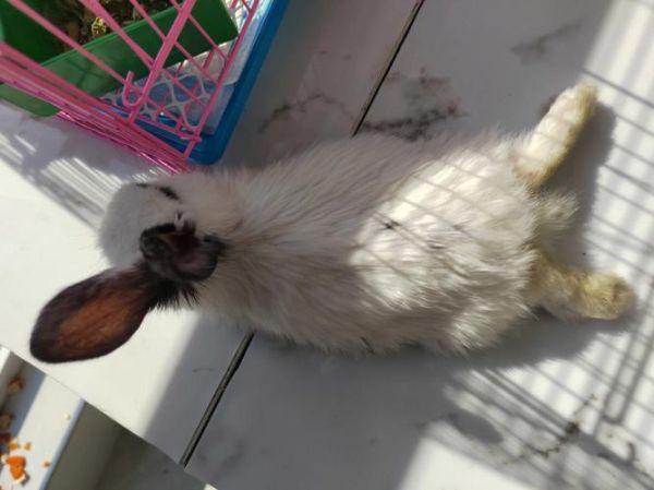 兔子能晒太阳吗霍香正气水(兔子什么举动是认主了)