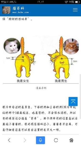 公猫和母猫哪个比较好养(公猫听话还是母猫听话)