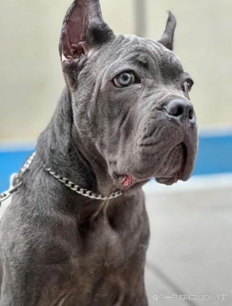 卡斯罗犬是什么类型犬(卡斯罗犬是什么犬种)