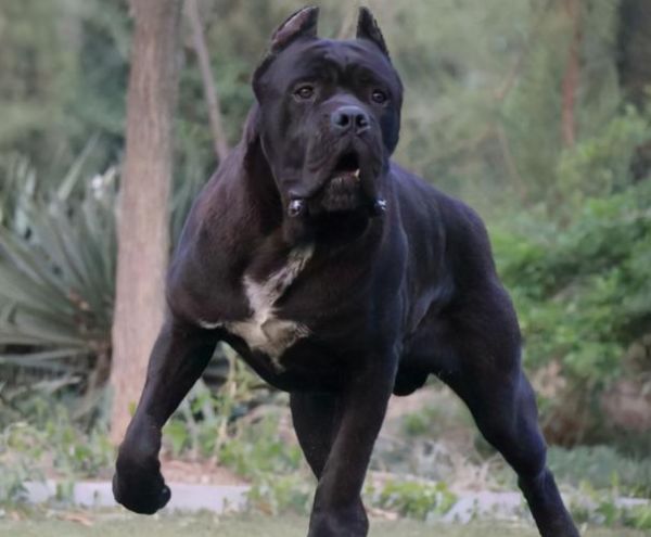 卡斯罗犬是什么类型犬(卡斯罗犬是什么犬种)