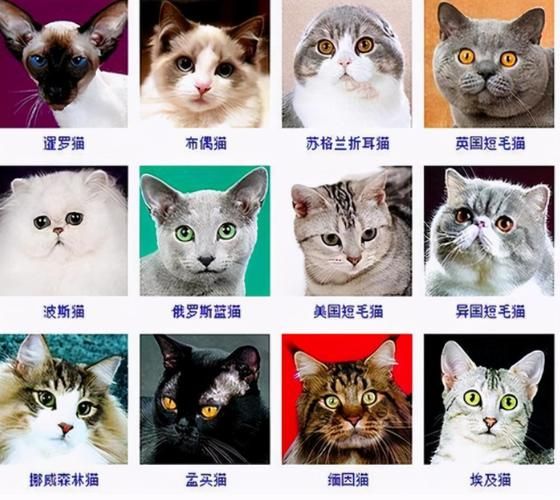名猫排行榜前十名(名猫品种大全)