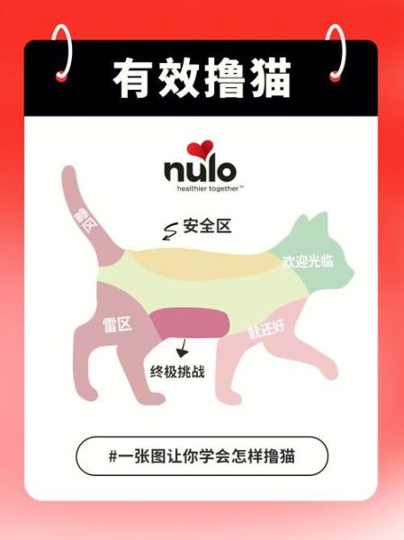 吸猫有什么好处(吸猫的地方叫什么名字)