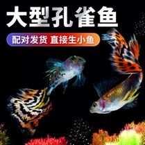 孔雀鱼新生的小鱼怎么养(养孔雀鱼三忌)