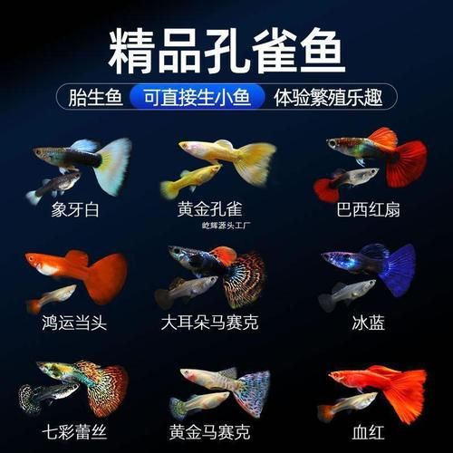 孔雀鱼新生的小鱼怎么养(养孔雀鱼三忌)
