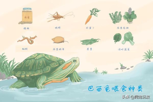 小乌龟能吃什么水果(小乌龟能吃什么人类食物)