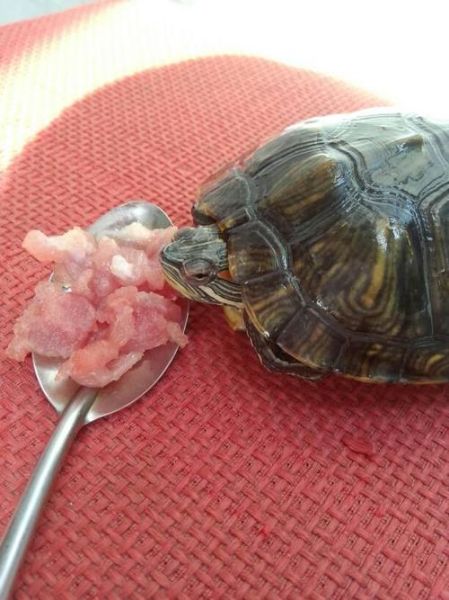 小乌龟能吃什么水果(小乌龟能吃什么人类食物)