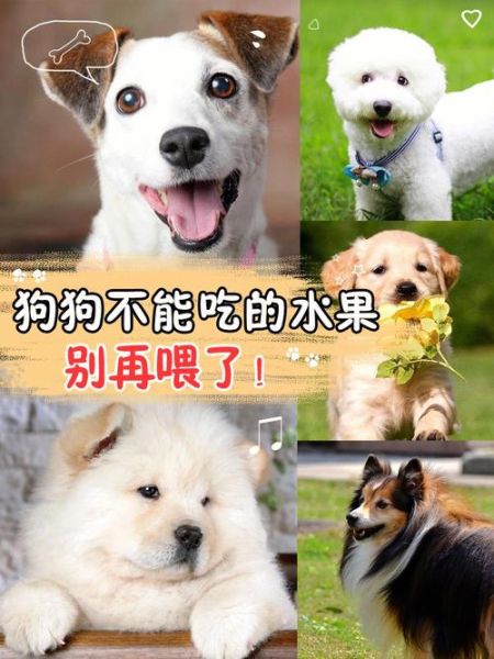 小狗可以吃杏子吗为什么(狗子能吃杏子吗)