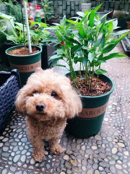 小狗狗可以吃人参果吗(狗狗能吃人参果吗会死吗)