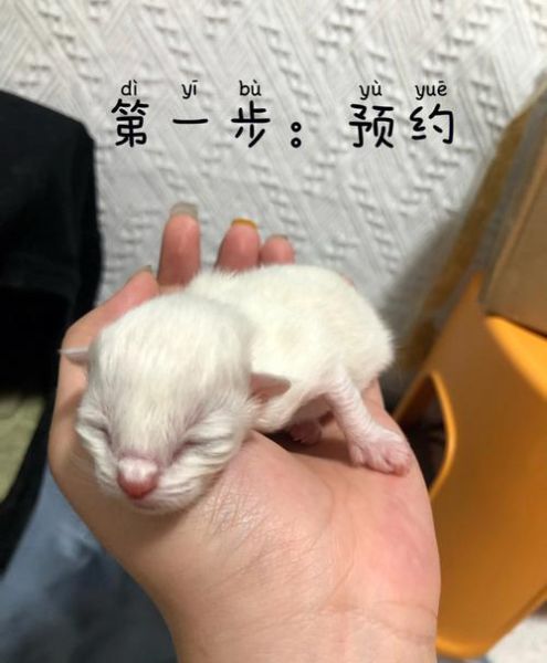 小猫几天断奶睁眼(小猫几天断奶可以养)