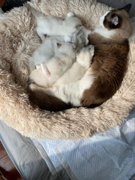 小猫几天断奶睁眼(小猫几天断奶可以养)