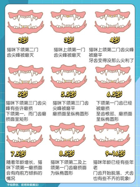 小猫多大长牙吃猫粮(家猫多大长牙)