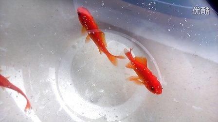 小金鱼几天喂一次食几天换一次水(小金鱼多久喂一次)
