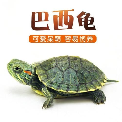 巴西龟的危害到底有多大(巴西龟的危害性有多大)
