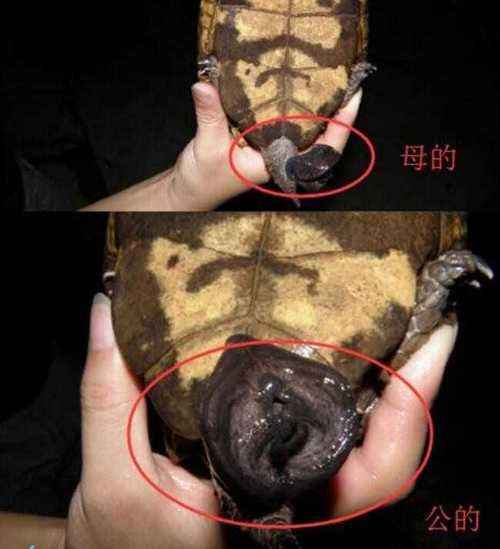 巴西龟的危害到底有多大(巴西龟的危害性有多大)