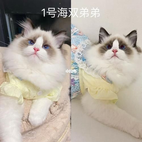 布偶海双好还是蓝双好(布偶海双图片)