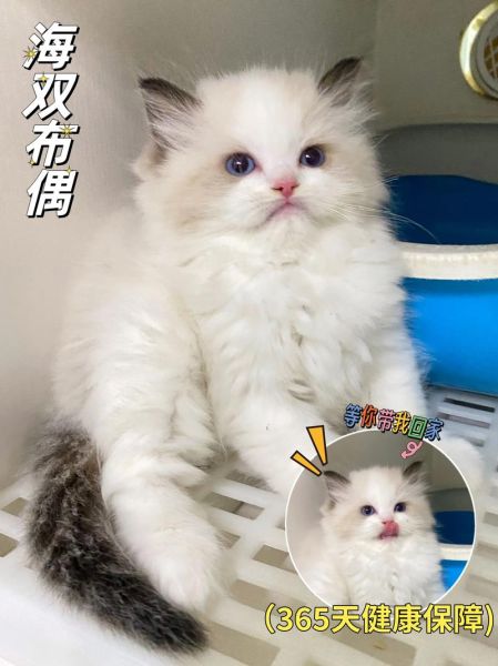 布偶海双好还是蓝双好(布偶海双图片)