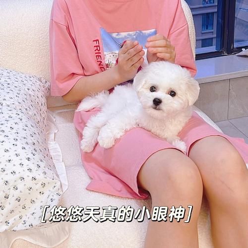 幼犬出生多久驱虫一次(幼犬出生多久驱虫合适)