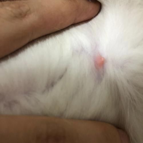 怎么判断母猫要生了(猫咪生宝宝的前兆和症状)