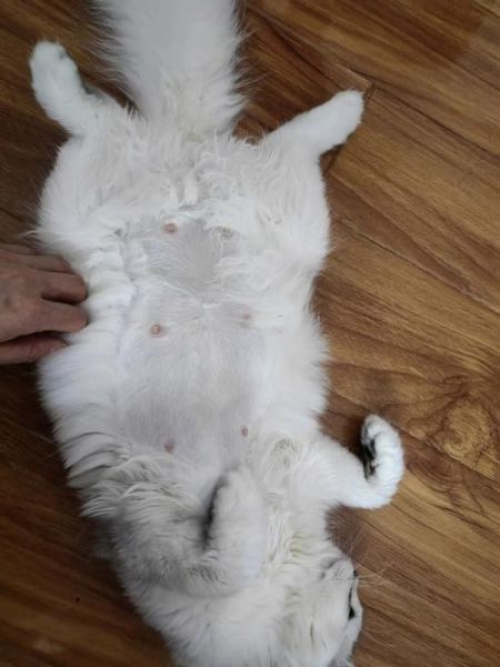 怎么判断母猫要生了(猫咪生宝宝的前兆和症状)