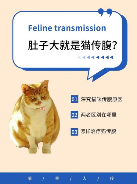 怎么判断猫是不是猫传腹(猫传腹是怎么得的,症状又是什么)