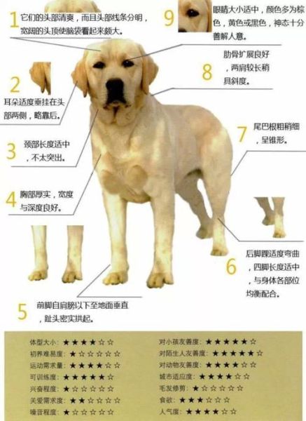 拉布拉多怎么养最好(拉布拉多怎么养没有味道)