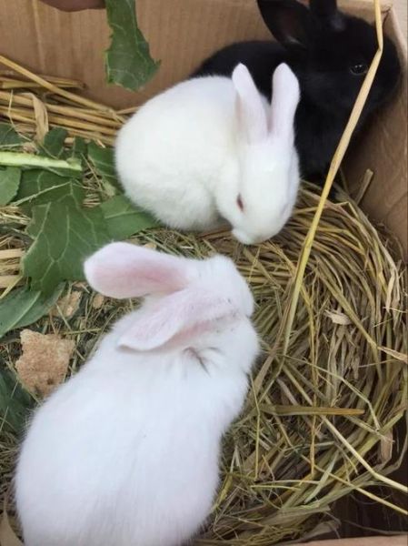 新手如何养兔子(喂兔子需要喂水吗)