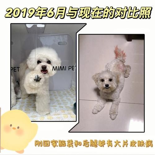 比熊几个月开始变漂亮(比熊怎么看纯不纯图解)