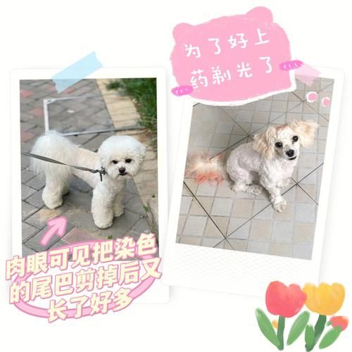 比熊几个月开始变漂亮(比熊怎么看纯不纯图解)