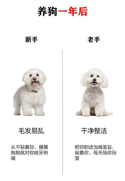 比熊狗能不能吃樱桃(比熊可以吃樱桃么)