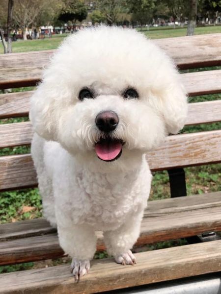 比熊能吃荔枝吗(比熊狗可以吃梨子吗)