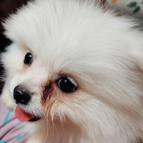 狗狗泪痕漂白小妙招(博美泪痕严重怎么去除)