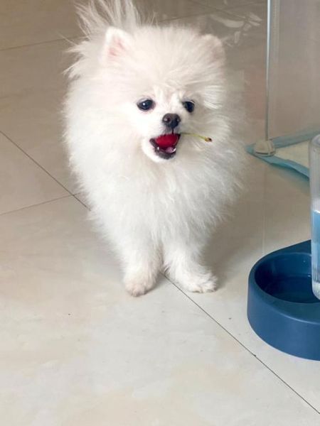 狗狗能不能吃樱桃果肉(狗狗能不能吃樱桃 且没有吐核)