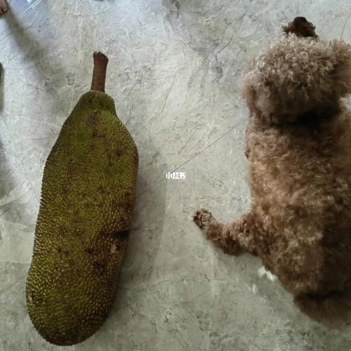 狗狗能不能吃菠萝蜜干果(狗狗能不能吃菠萝蜜果肉)
