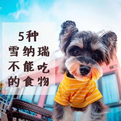 狗狗能吃橘子吗雪纳瑞(狗狗能吃橘子吗柴犬)