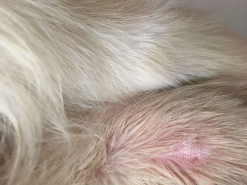 狗狗过敏的症状严重会死亡吗(狗狗过敏的症状有哪些)