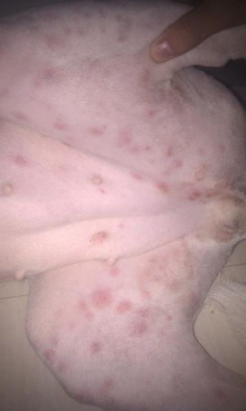 狗狗过敏的症状严重会死亡吗(狗狗过敏的症状有哪些)