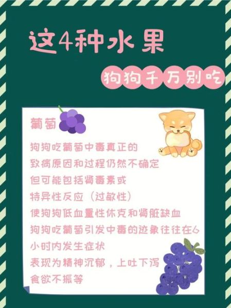 狗能不能吃山竹果(狗不能吃山竹吗)