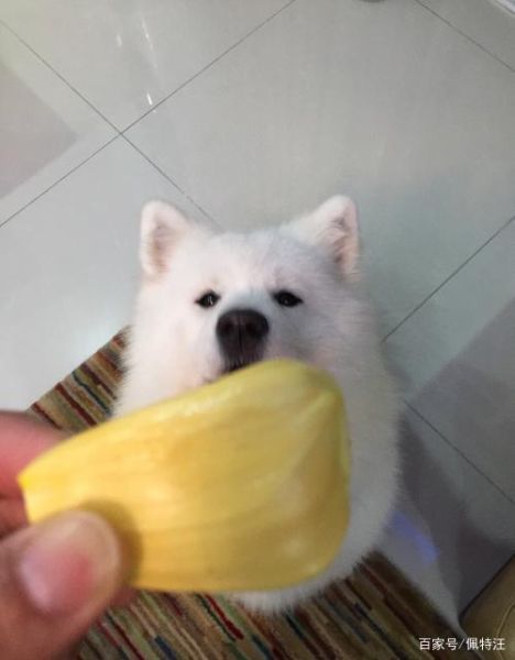 狗能吃菠萝和凤梨吗(狗能吃菠萝蜜干吗)