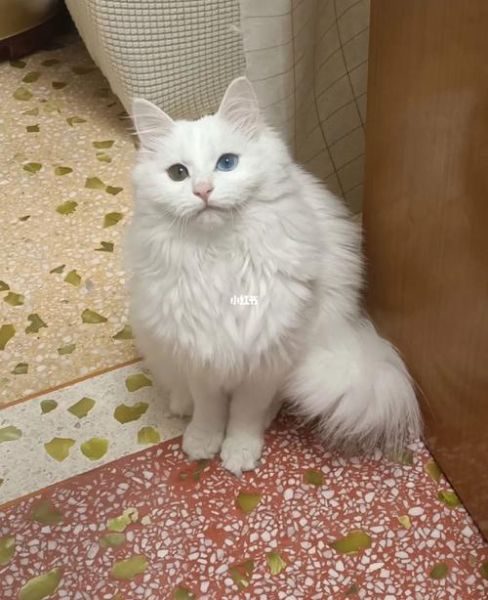 狮子狗是什么品种的狗(狮子猫多少钱一只)
