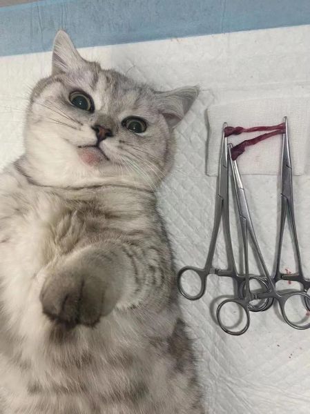 猫什么时候绝育合适(猫什么时候绝育手术)