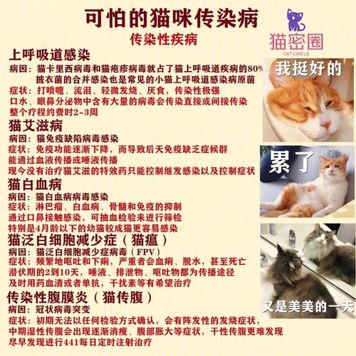 猫传染病潜伏期多久(猫传染病的最新消息)