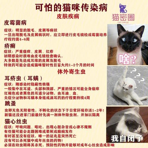 猫传染病潜伏期多久(猫传染病的最新消息)