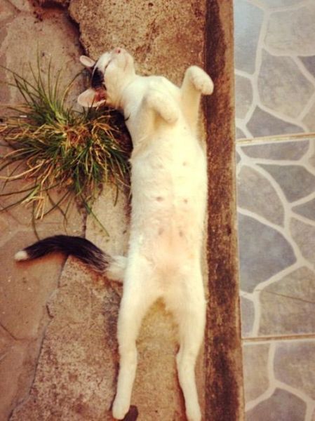 猫发春