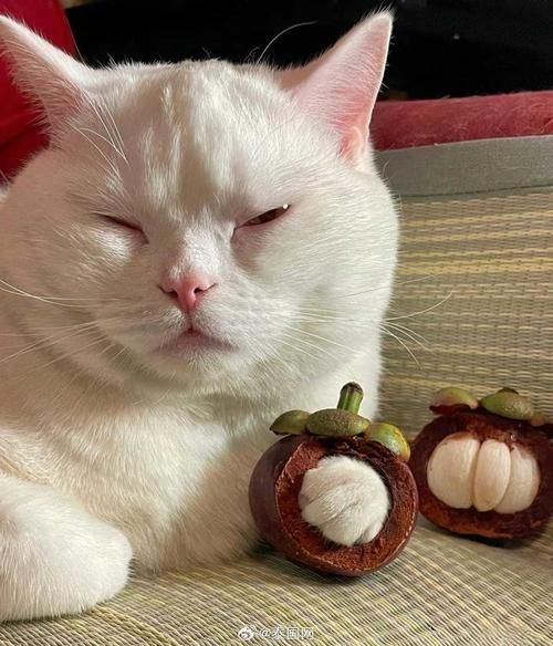 猫咪可不可以吃山竹(猫咪能吃山竹么)