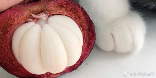 猫咪可不可以吃山竹(猫咪能吃山竹么)